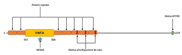 Integrin Alpha 1.jpg