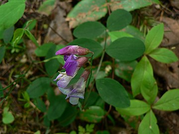 Lathyrus nevadensis