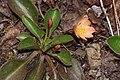 Lewisia tweedyi