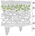 heteromerous lichen thallus cross section