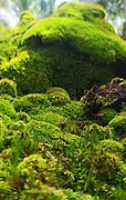 Lichen in oil palm plantation.jpg