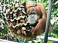 Orangutan at San Diego Zoo