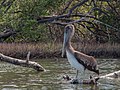* Nomination: Pelican in mangroves of the Restinga --Wilfredor 15:28, 23 April 2020 (UTC) * * Review needed