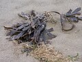 osmwiki:File:Seaweed.jpg