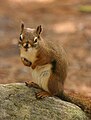 Algonquin Provincial Park, Ontario, Canada.