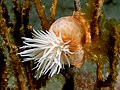 23 Amphianthus sp. (Colonial anemone) uploaded by Nhobgood, nominated by Citron