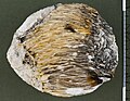 Baryte xx, Winterberg, Bad Grund, Harz, Germany