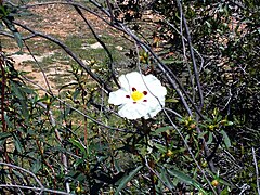 Cistus ladanifer Plant SierraMadrona.jpg