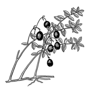 Cranberry plant (PSF).png