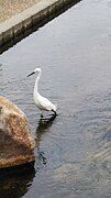 Egret at Kounoike Suiro (1).jpg