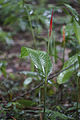 Flor, ruderal @ San Ignacio, Belize