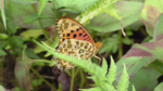 Indian fritillary, underside (Argyreus hyperbius)