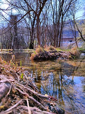 Laghetto di Fritz Biotopo Lazago