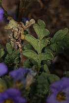 Phacelia fremontii