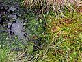 Sphagnum bog vegetation detail