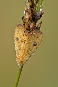 Rivula sericealis - Kulna