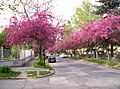 Trees in full bloom in Victor Hugo Street