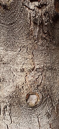 Thumbnail for File:Abies pinsapo tree bark 2.jpg