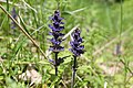 Ajuga reptans