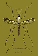 Thumbnail for File:Anopheles fluviatilis.jpg