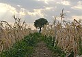 Corn field on Cyprus