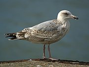   Larus argentatus