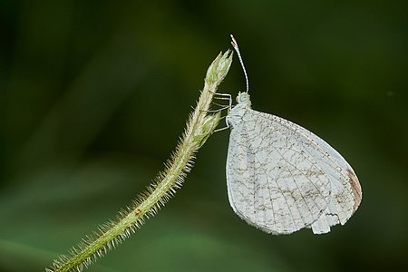 Leptosia nina (Psyche)