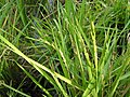 Rice plant with grains