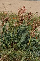 Rumex hymenosepalus