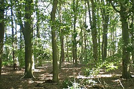 Three Cornered Plantation - geograph.org.uk - 455557.jpg