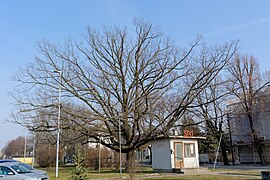 Traubeneiche GF-068 in Strasshof - Winter.jpg