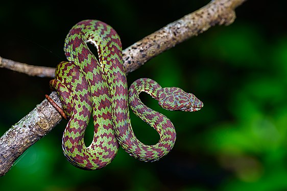 "Trimeresurus_venustus.jpg" by User:Rushenb