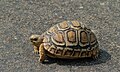 Stigmochelys pardalis