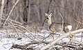 * Nomination Siberian roe deer in a snow at Floodplain of Irtysh river sanctuary. Pavlodar Region, Kazakhstan. By User:Ivan ideia --Красный 04:53, 12 August 2024 (UTC) * Promotion  Support Good quality. --C messier 19:01, 17 August 2024 (UTC)