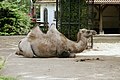 Camel