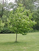 Castanea dentata-field trial2009.jpg