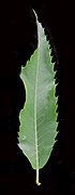 Castanea dentata 15-p.bot-fagus.castan-020.jpg