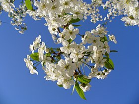 Prunus cerasus