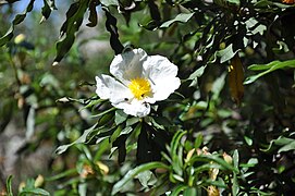 Cistus ladanifer molinos.jpg