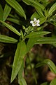 Moehringia macrophylla