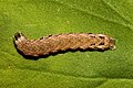 caterpillar