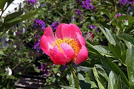 Paeonia lactiflora Pink Delight 2zz.jpg