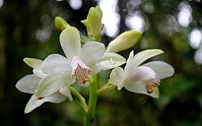 Phaius flavus (White flowers) 01.jpg