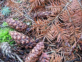 Fallen twig and mature cones, Poland