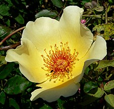 'Golden Wings' Shepherd 1956, 'Soeur Thérèse' × (R. spinosissima var. altaica × 'Ormiston Roy')