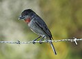 Rose-throated Becard (Pachyramphus aglaiae)