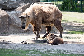 Sichuan-Takin-5.jpg