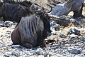 Gnu (Namibia, Etosha Nationa Park)