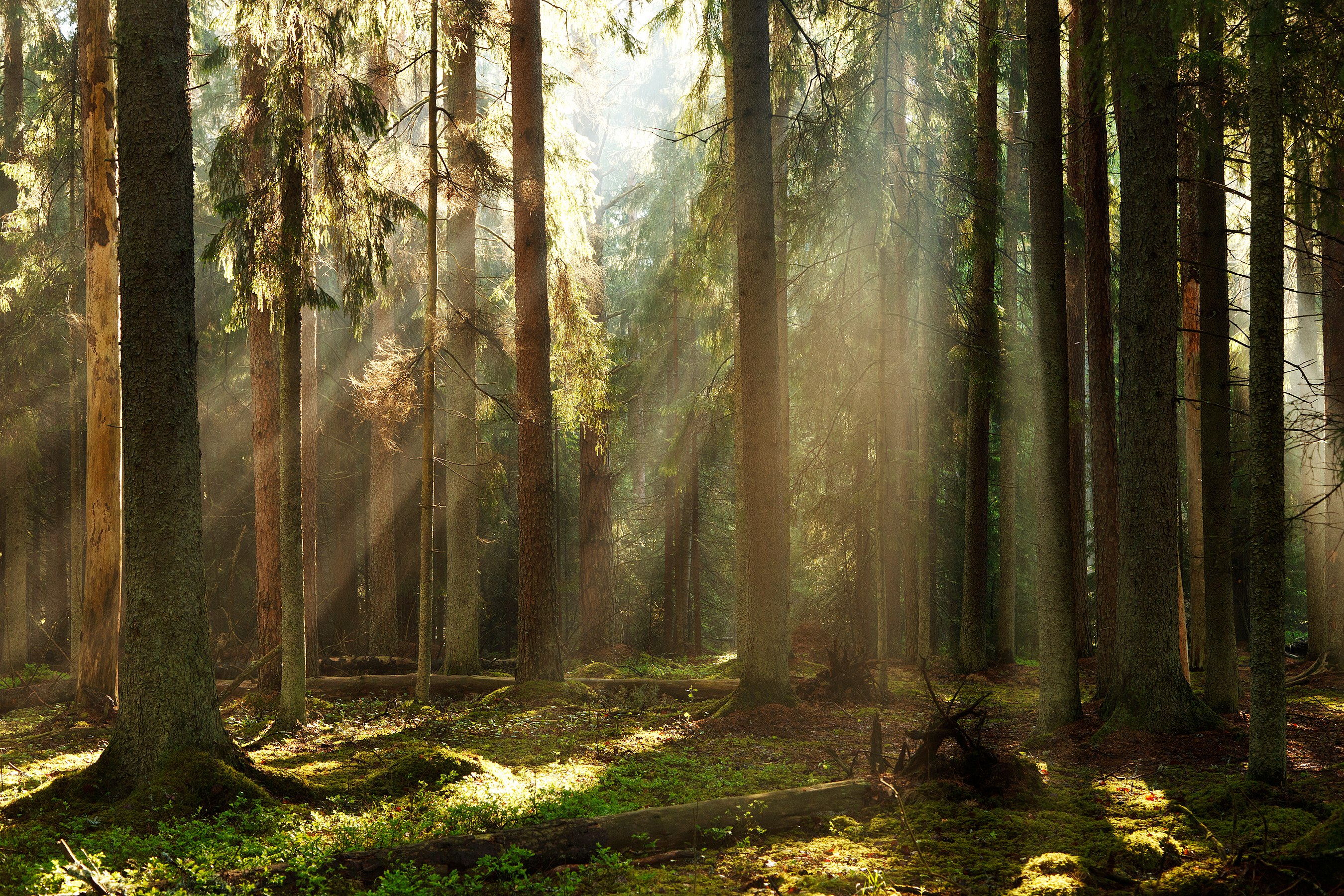 Valgesoo forest. Külli Kolina