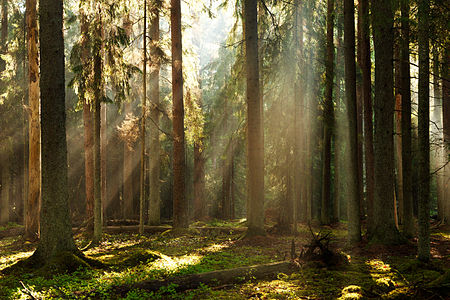 Valgesoo forest. Külli Kolina